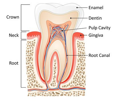 Anatomy of a Tooth